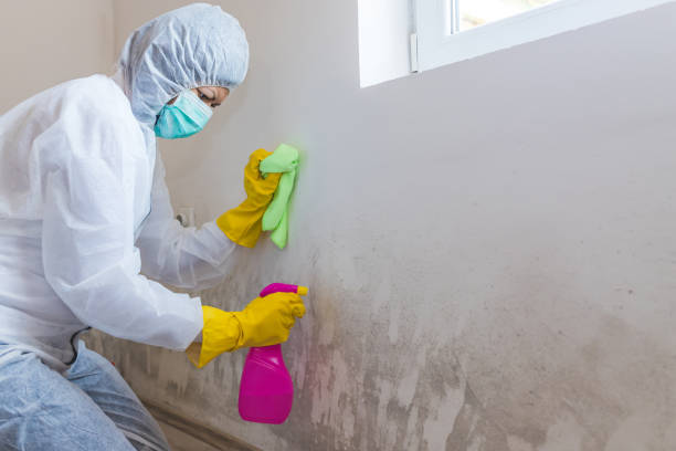 Best Mold Prevention Services in Bartonsville, MD